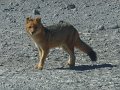 renard 3